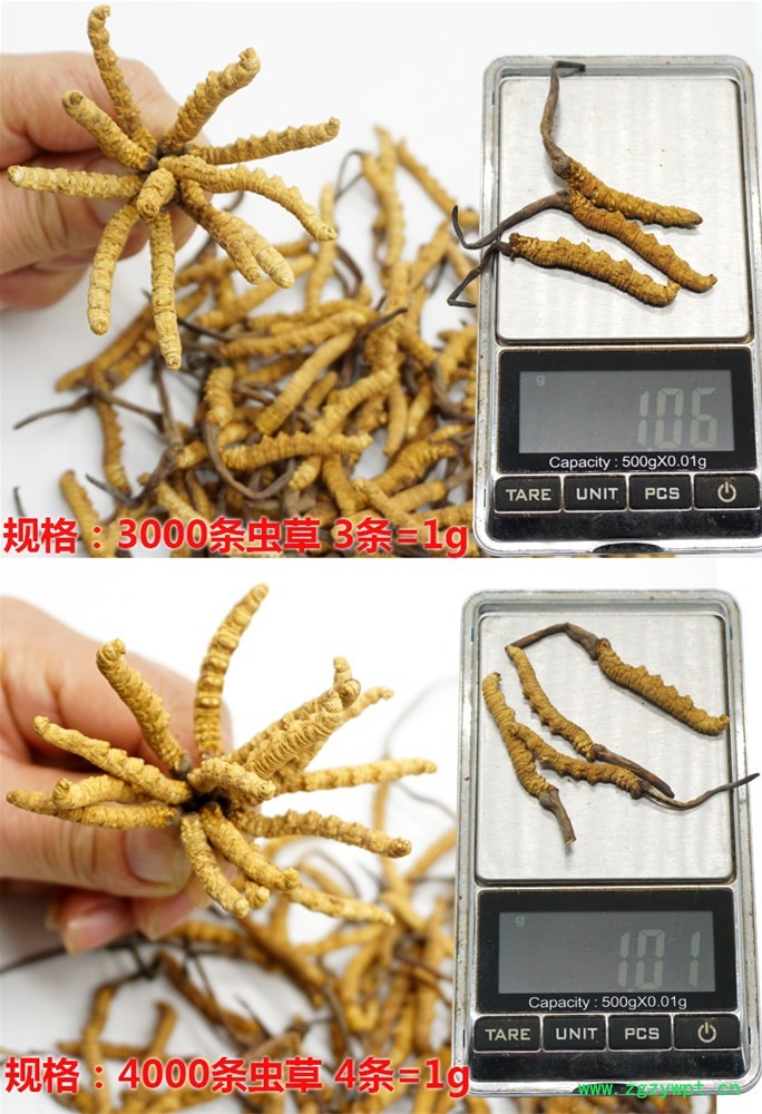 虫草-2.jpg