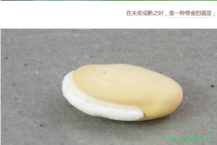 扁豆4.jpg