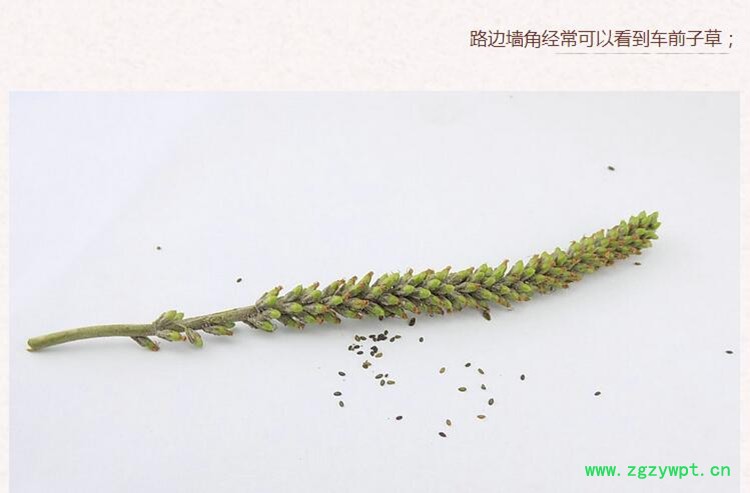 车前子3.jpg