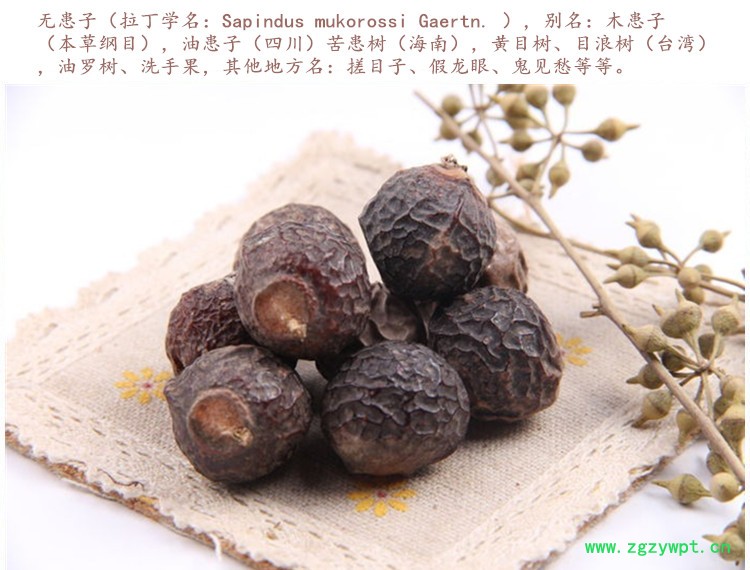 无患子3.jpg