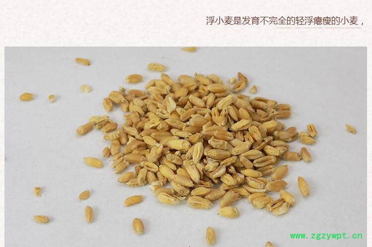 浮麦1.jpg