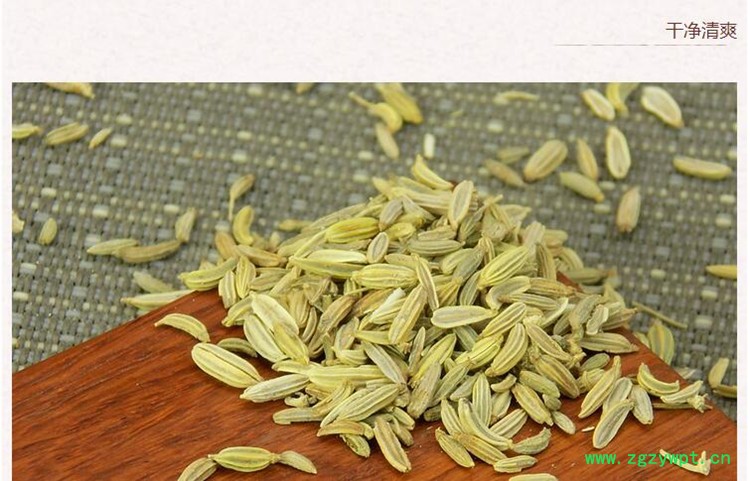 小茴香5.jpg