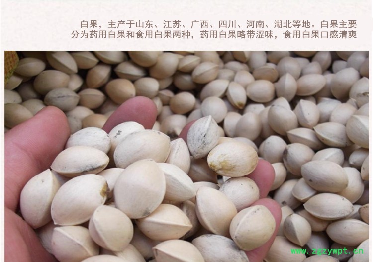 白果4.jpg