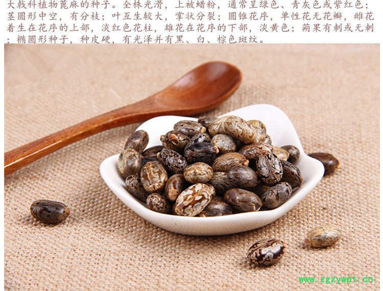 蓖麻籽3.jpg