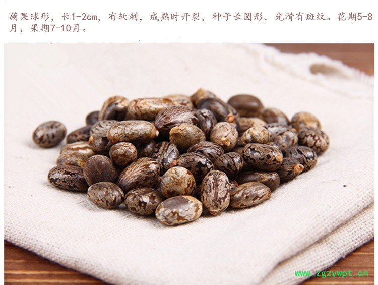 蓖麻籽4.jpg