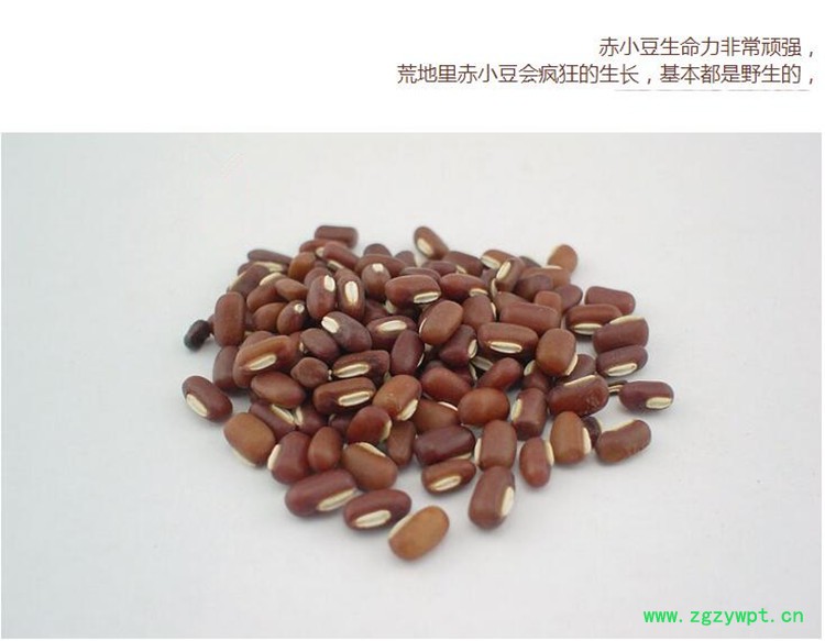 赤小豆3.jpg