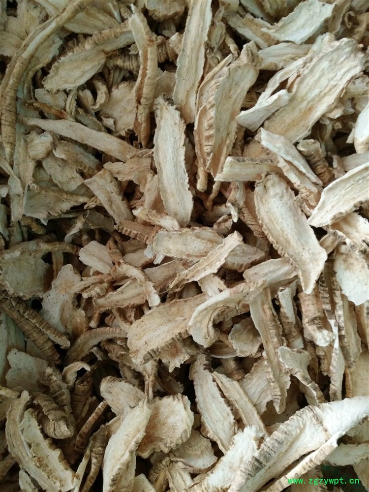 羊乳山海螺 (1).jpg