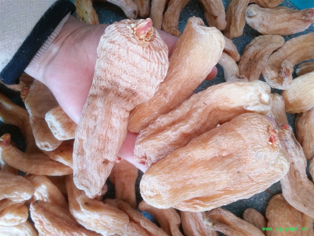 湖北天麻 (5).jpg