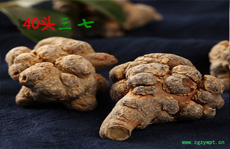 40头1.jpg