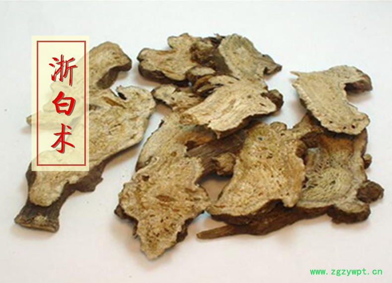 浙白术1.jpg