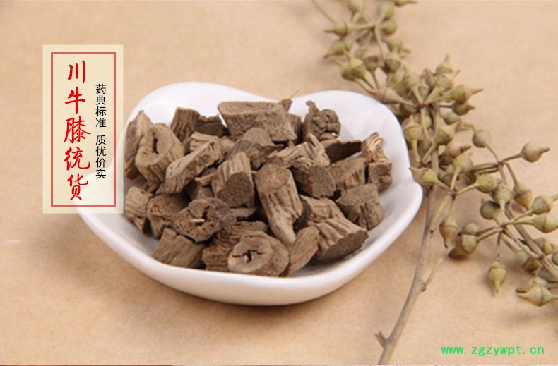 川牛膝1.jpg