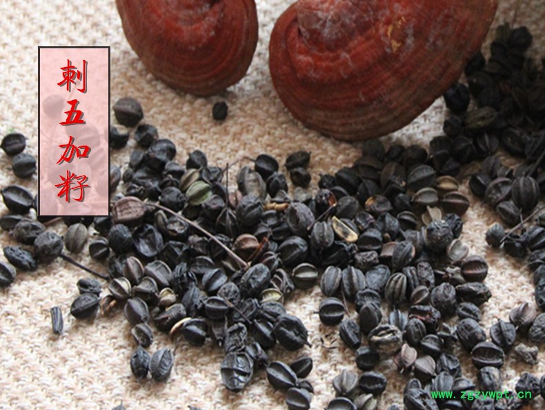 刺五加籽1.jpg