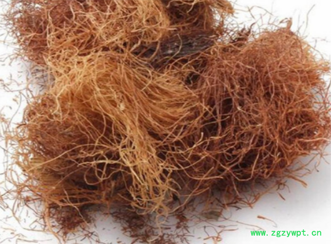 玉米须.png