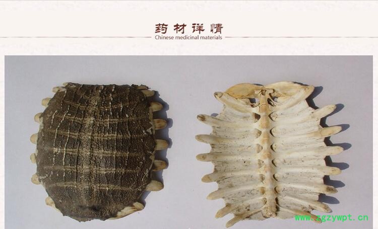 鳖甲3.jpg