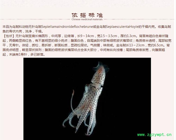 海螵蛸5.jpg