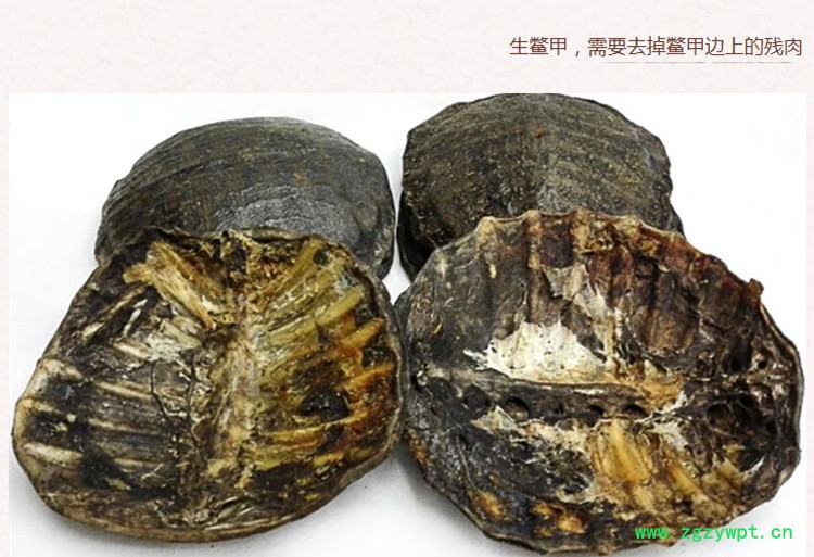 生血鳖甲4.jpg