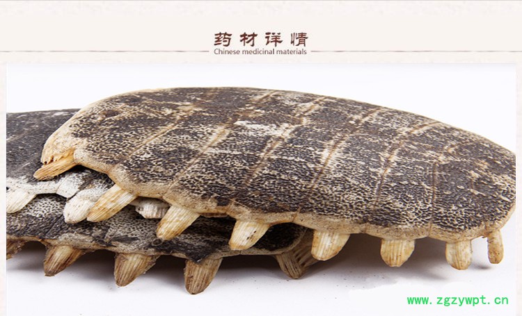 鳖甲壳3.jpg
