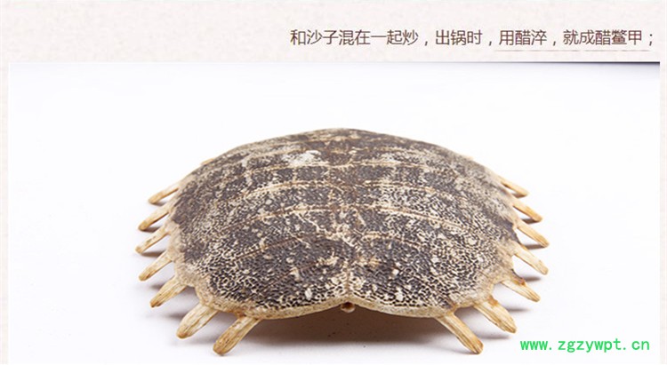 鳖甲壳5.jpg