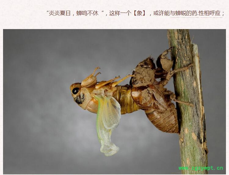 蝉蜕3.jpg