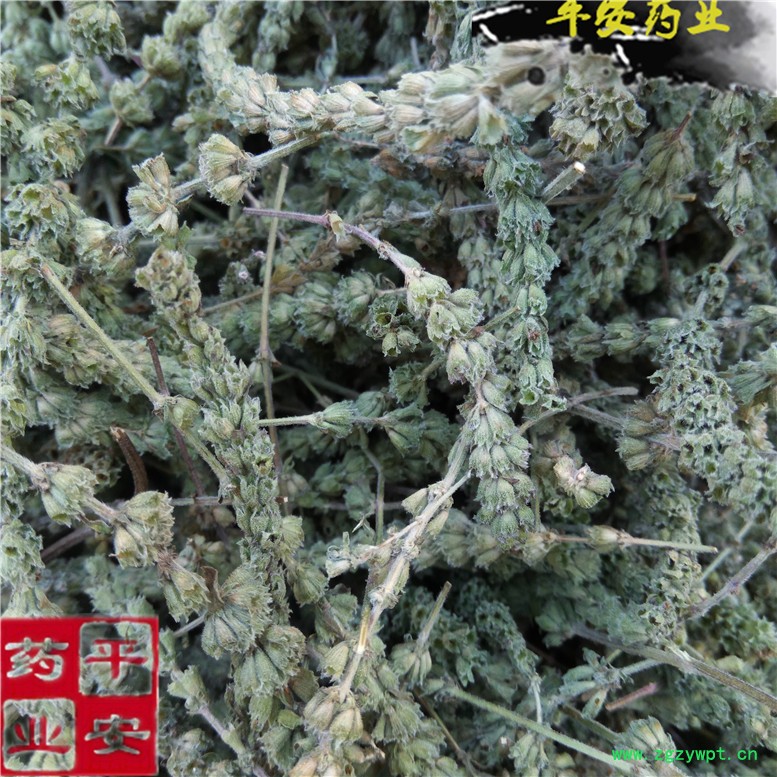 荆芥芥穗30_副本.jpg