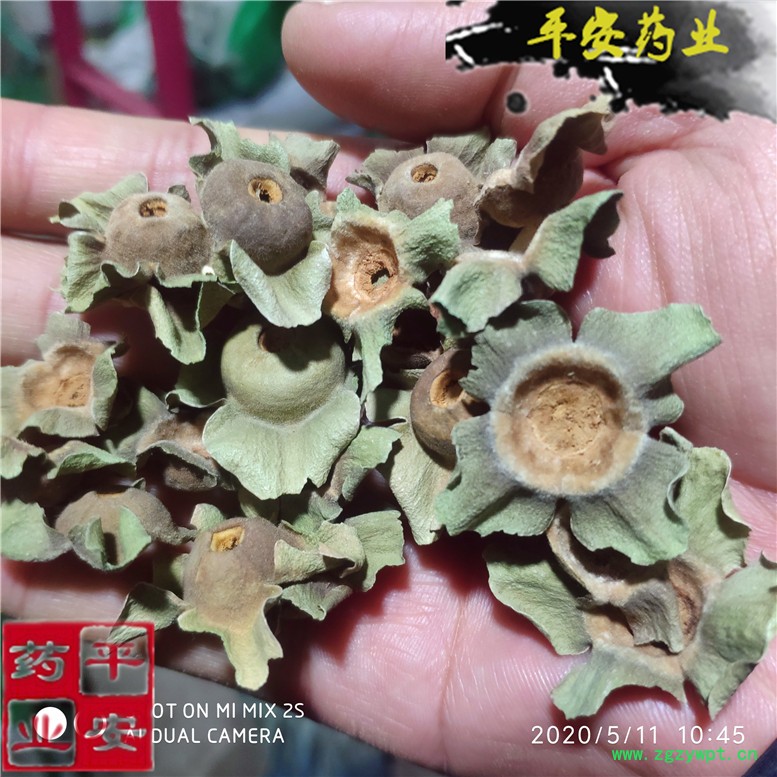 绿柿蒂嫩柿蒂12康~01_副本.jpg