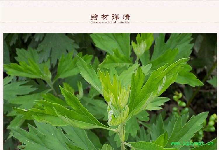 艾叶2.jpg