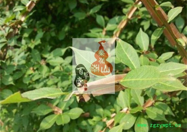 TB2Ale_qVOWBuNjy0FiXXXFxVXa_!!3230022225.jpg TB2Ale_qVOWBuNjy0FiXXXFxVXa_!!3230022225.jpg