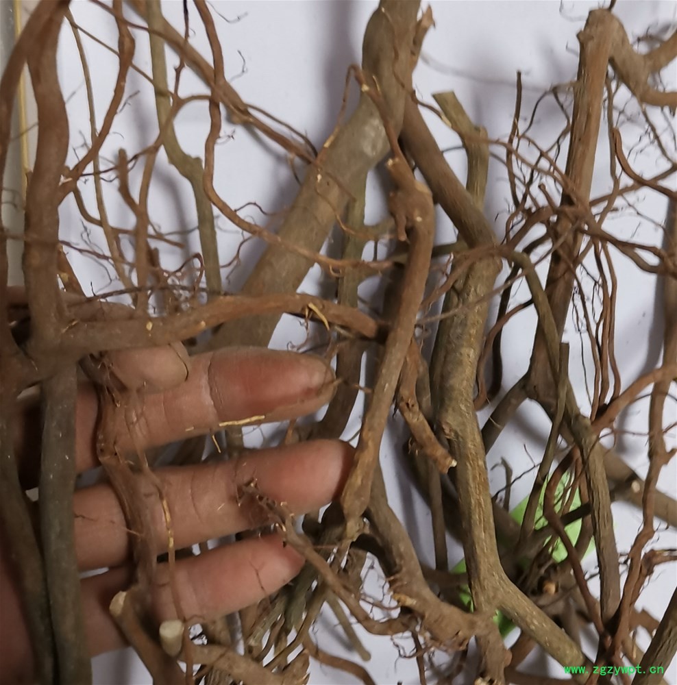 虎刺根1.jpg