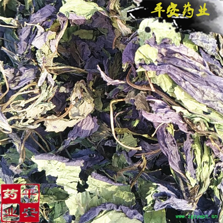 紫苏叶一面紫_副本.jpg