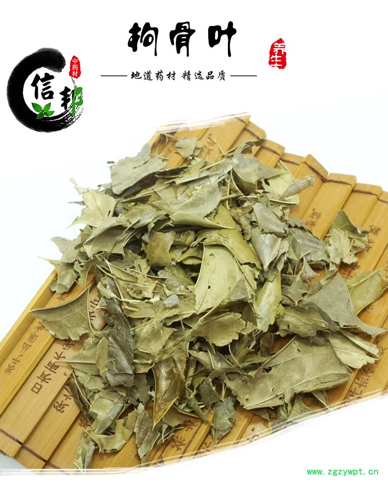 枸骨叶详情1.jpg