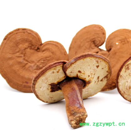 东北吉林长白山赤灵芝带粉灵芝 深山平盖灵芝紫灵芝批发图3