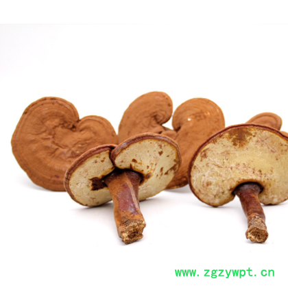 东北吉林长白山赤灵芝带粉灵芝 深山平盖灵芝紫灵芝批发图2