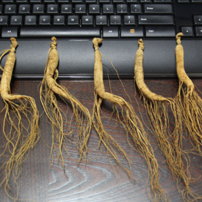 东北人参泡酒煲汤小人参林下山参 东北吉林长白山人参地摊人参