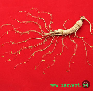 长白山山参礼盒带证带礼袋 东北吉林人参礼盒 东北人参批发图3