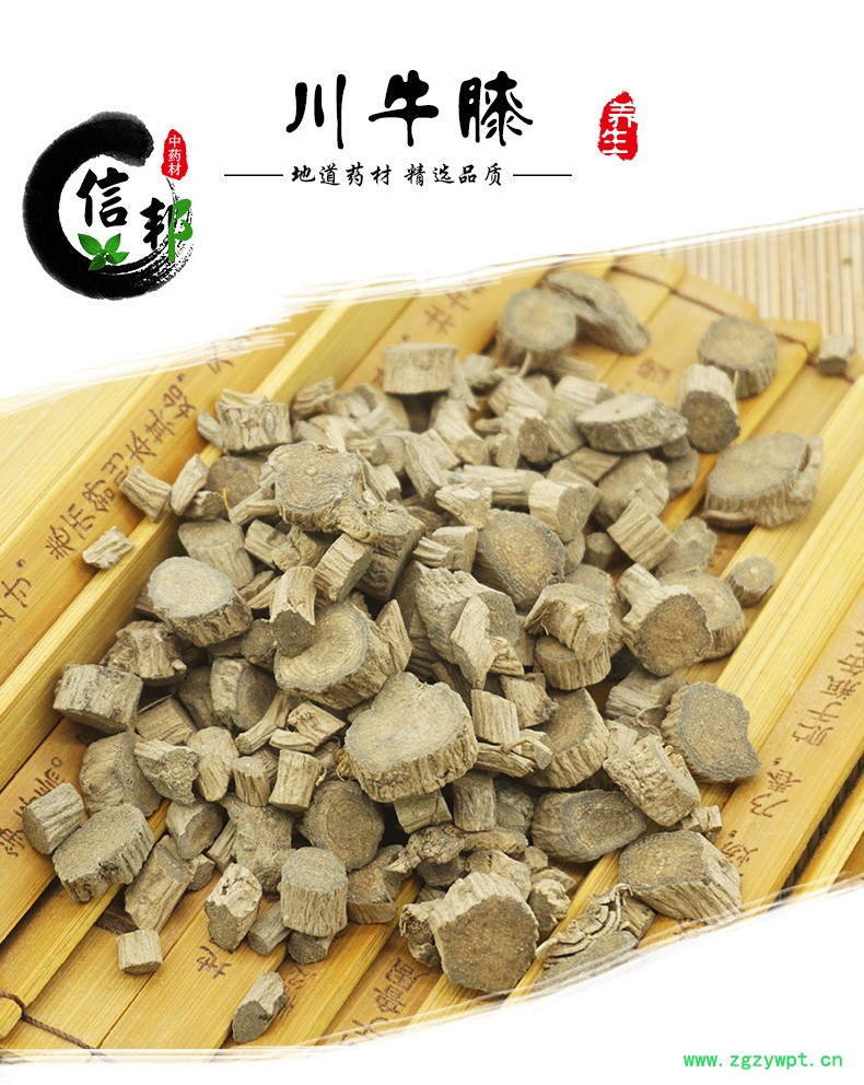 川牛膝_01.jpg