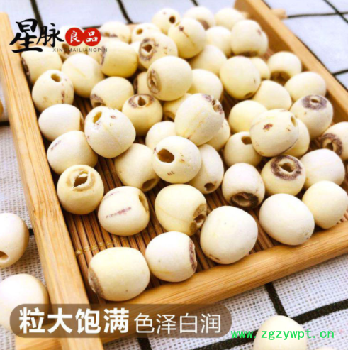 白莲子产地货源白莲子批发白莲子五谷杂粮代发货大货湘潭白莲子图5