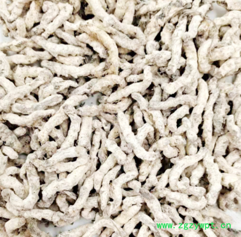 白僵蚕 中药材供应白僵蚕批发 僵虫 天虫僵虫 量大议价图5