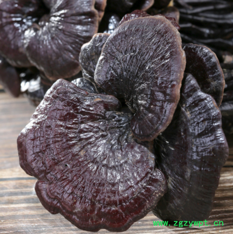 批发野生竹灵芝干货正宗林芝赤灵芝紫灵芝片整枝散装野生灵芝紫芝图3