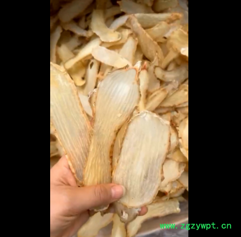 天麻非野生云南正品昭通小草坝特级新鲜干货可切片粉正宗天然中药图5