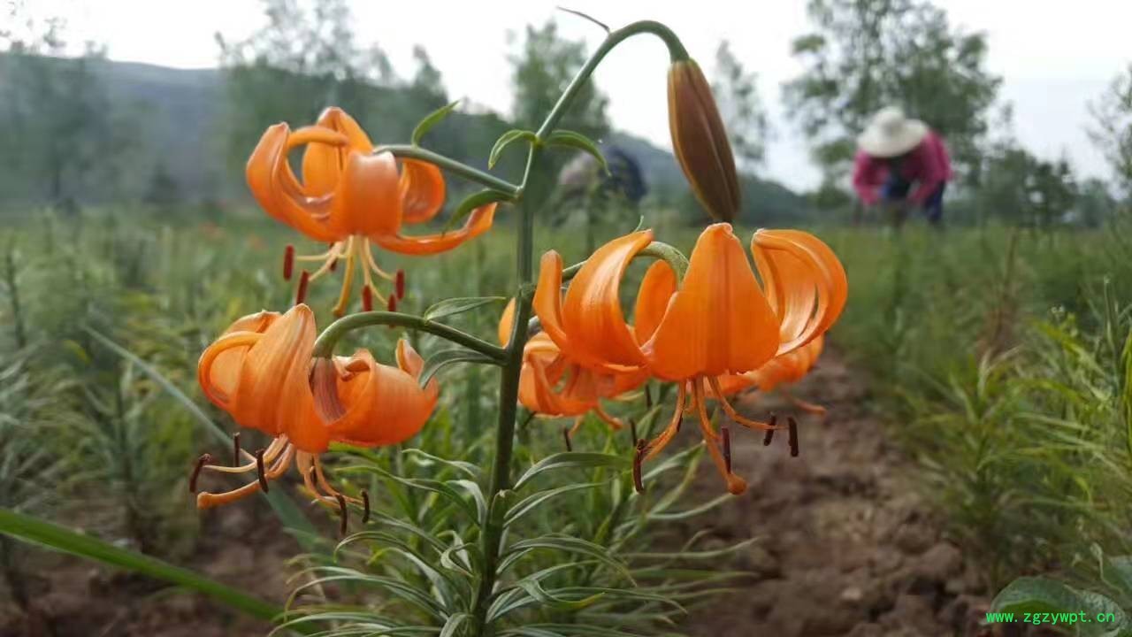 百合干 百合干片  甜百合片  百合种子  百合种苗图3