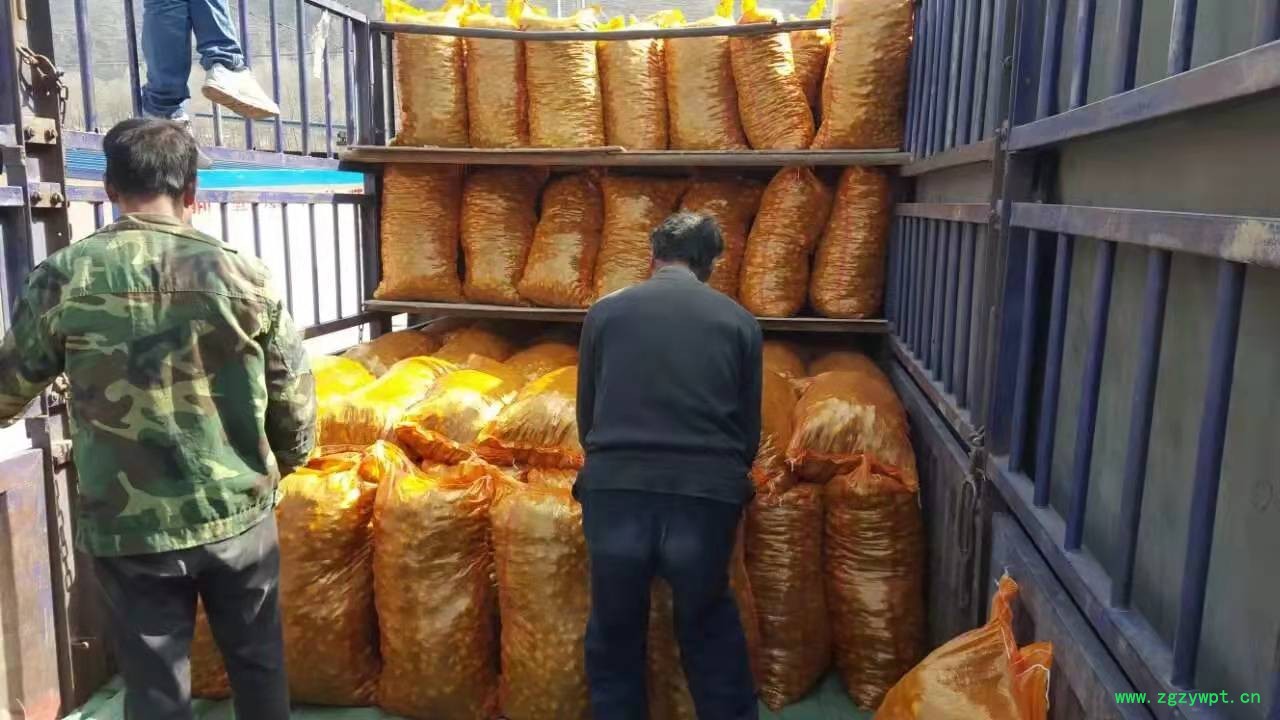 百合种子  百合种球  百合籽  中药材百合籽图5