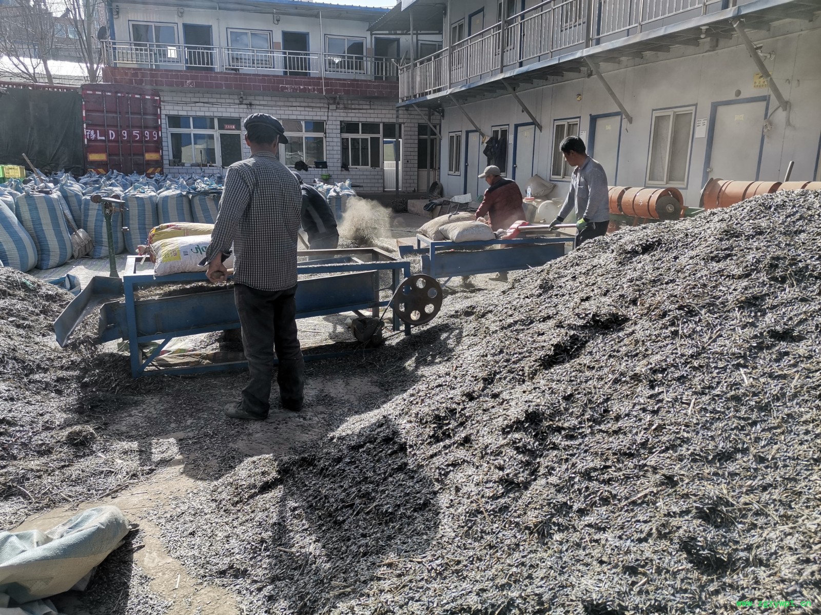 中药材种子  板蓝根种子 板蓝根籽 小叶板蓝根籽图3