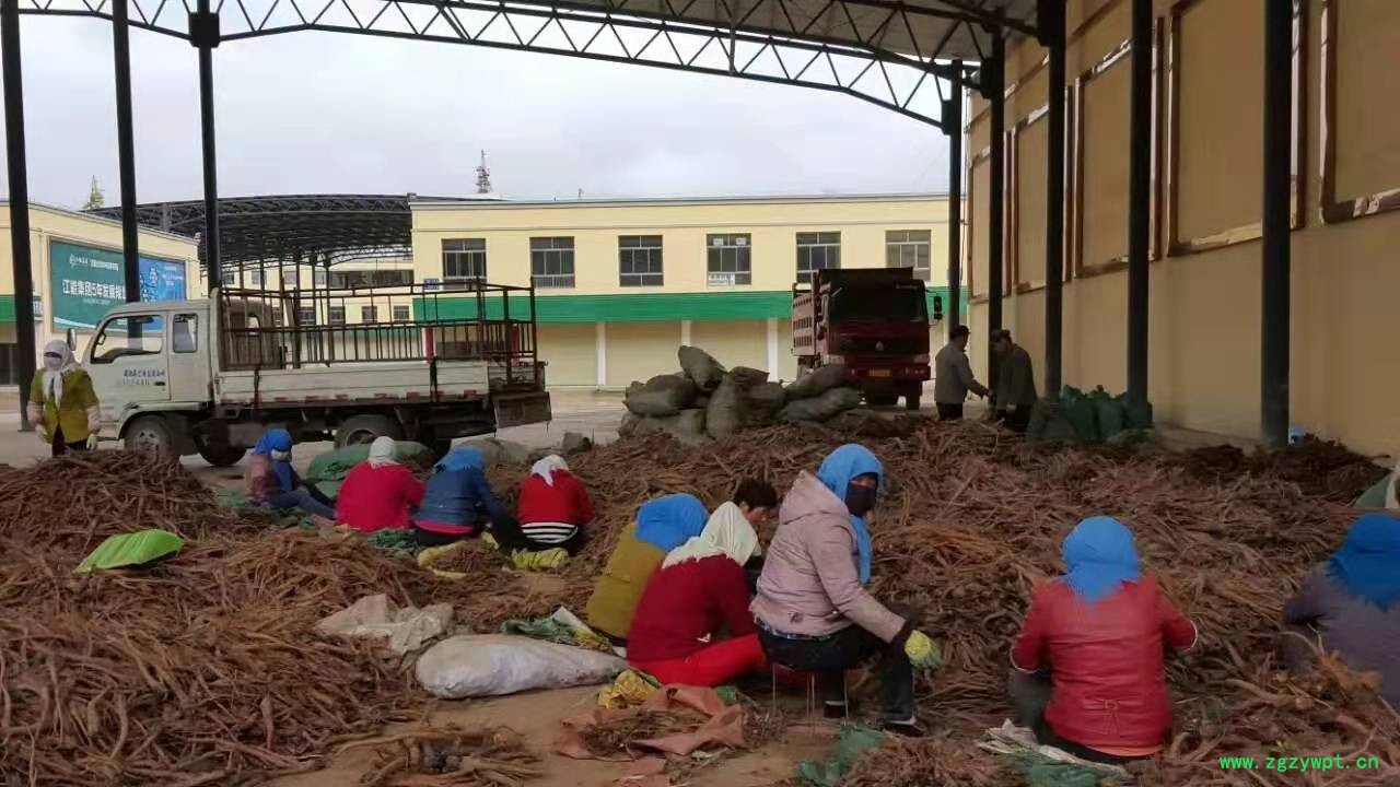 大黄种子  大黄籽 掌叶大黄种子 唐古特大黄籽 唐古特大黄种图6