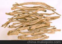 供应党参苗，党参种植，党参种子图3