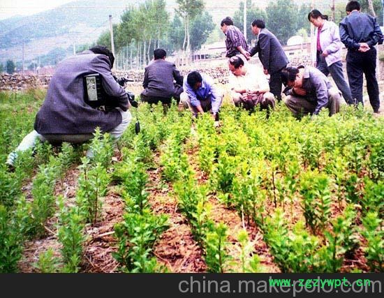 供应党参苗，党参种植，党参种子