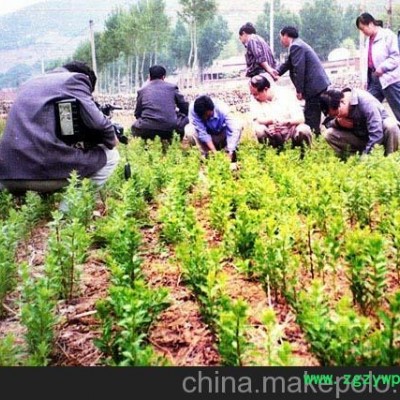 供应党参苗，党参种植，党参种子