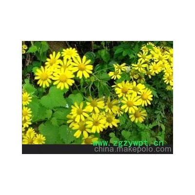 千里光/黄花母/治疗湿疹1.5元/50克