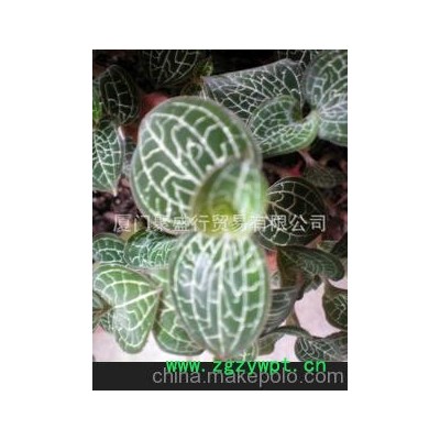 金线莲鲜货（台湾品种）