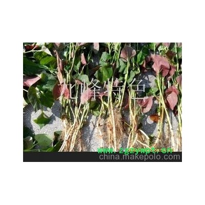 鱼腥草(折耳根 侧耳根) 消炎 退烧 抗辐射