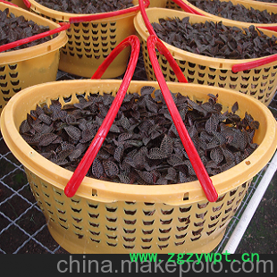 金永鹏 国内最大嘉宝果金线莲种植基地 特供金线莲鲜品 种苗图4